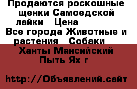Продаются роскошные щенки Самоедской лайки › Цена ­ 40 000 - Все города Животные и растения » Собаки   . Ханты-Мансийский,Пыть-Ях г.